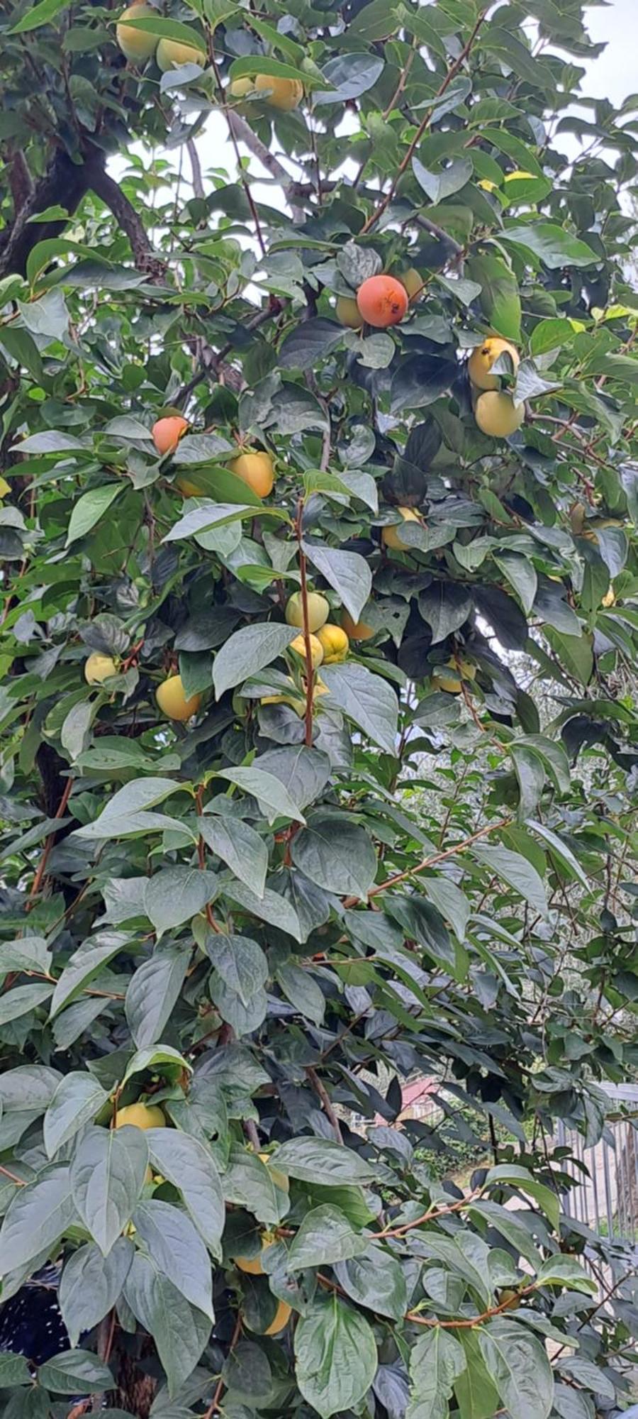 Appartamento Ciclamino Malcesine Exteriör bild